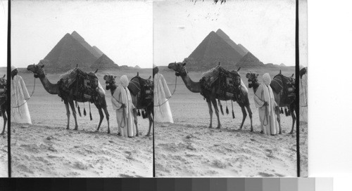 Typical camel boys and the tourist camels, sunrise, Giza - Egypt