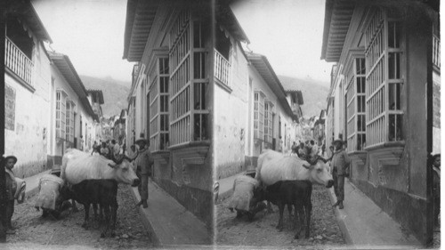 In the narrow streets of La Guaira, Venezuela, S.A. Native method of distributing milk unadulterated