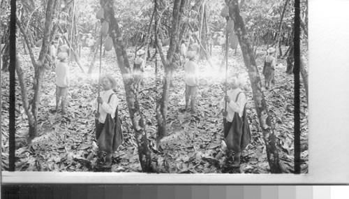 Gathering cacao pods from which chocolate and cocoa are produced. La Clemetina plantation. Ecuador