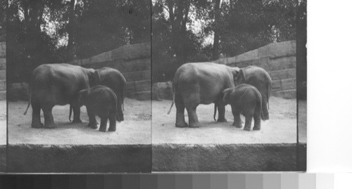 Asiatic elephants, Colonial Exhibit, Paris, 1931