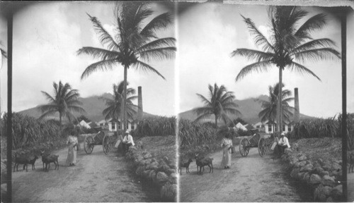 Sugar Estate Near Home of Hamilton. Island of Nevis. B.W.I