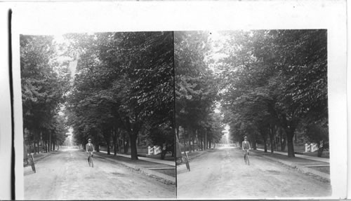 Canada. A Picturesque Avenue in Toronto, Can