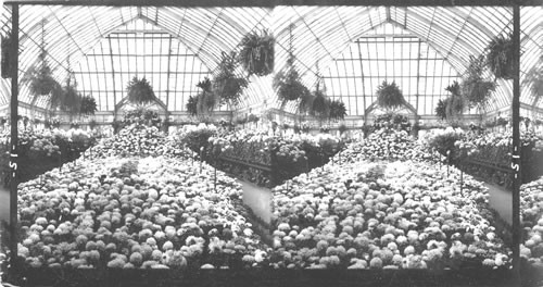 Greenhouse, Brooklyn. New York. Chrysanthemum Show, Prospect Park