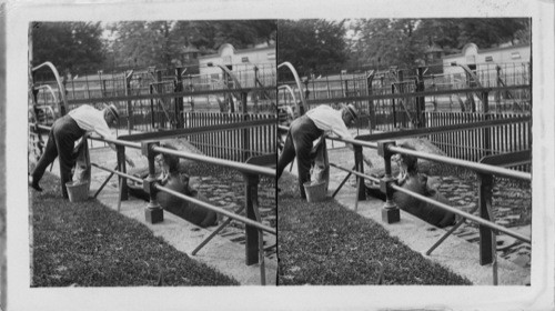 Feeding the Hippopotamus in the Central Park Zoo, N.Y