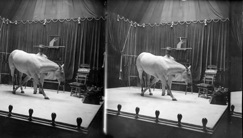 A Pony Performing, Hagenbeck's Trained Animals, St. Louis Exposition, St. Louis, Mo