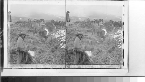 Gathering snow at the equator, Quito, Ecuador