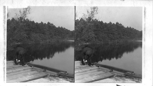 Lifting the Flood Gate at one of the Reservoirs of a Cranberry Farm. Mass