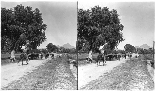 Typical roadside scene showing prosperous dry farms in Arizona