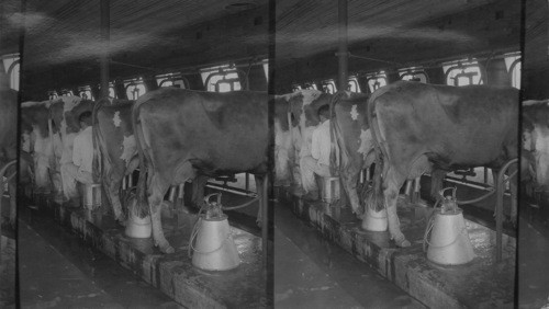 Milking scene in modern dairy. N. J. Saddle River N.J