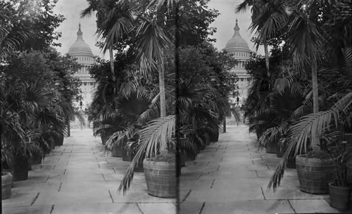 A Peep at Dome of Capitol from Botanical Garden. Washington, D.C