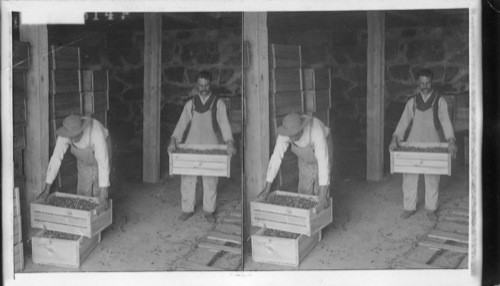 Portuguese men and women bringing up the Cranberries from the Cranberry Cellar to the screening house. Wareham, Mass