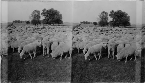 Sheep Ranch. Illinois