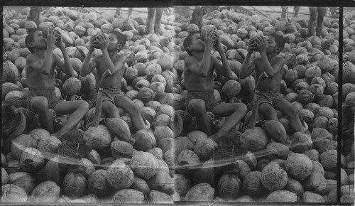 Coconut milk, a very refreshing drink, Philippines