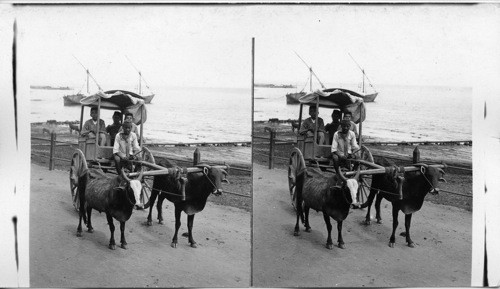 Typical cattle and cart on Uran Island. India