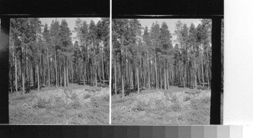 Finland - forest in central Finland