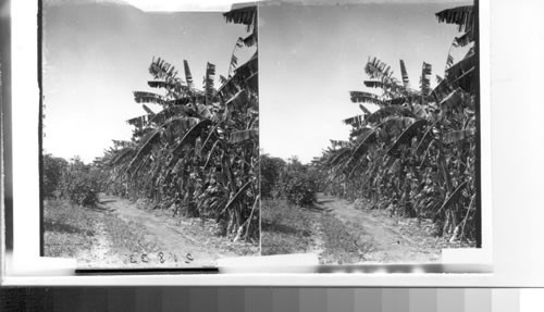 Banana Plantation, State of Sao Paulo, Brazil