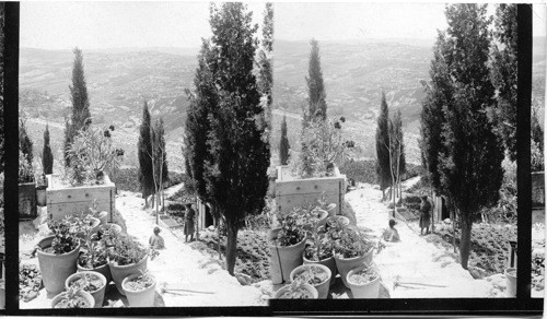 Garden of Gethsemane - Jerusalem. Palestine