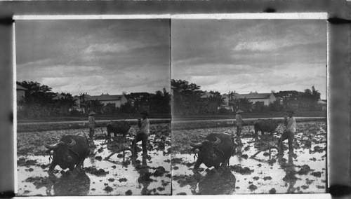 Natives and carabaos ploughing in the mud, P.I. Rice. Plow in foreground. Harrow in background. (More Or Less Suitable For U S Set. Too Common for Philippine Set. E.E. Baker, 1929.)