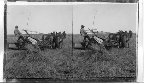 Harvesting Wheat in Manitoba. Canada