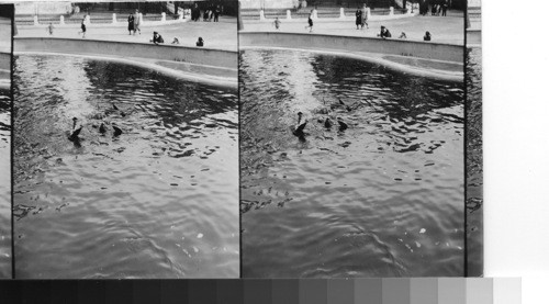 Seals at play, Berlin zoo