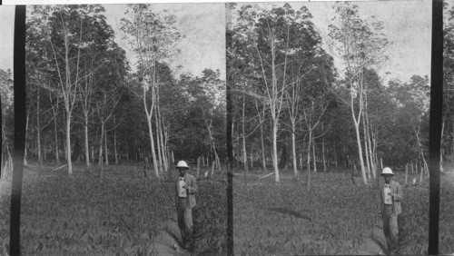 A Rubber Plantation, Trees in foreground 72 months old. Those in the rear 8 years old. Note the tree in the man's left hand. Basilan Island, P.I