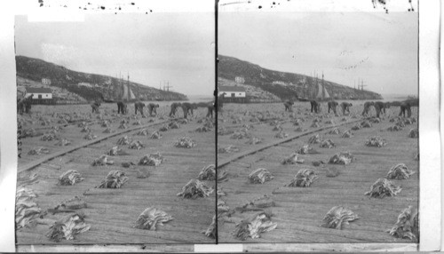 Spreading Codfish to dry at Battle Harbor, Labrador