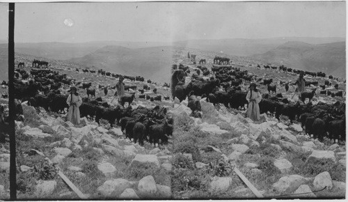 Mt. Gerizin from Mt. Ebal, Palestine