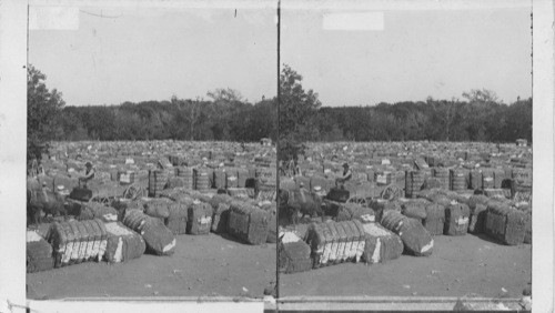 A part of the 4,000,000 bale yearly cotton crop of Texas