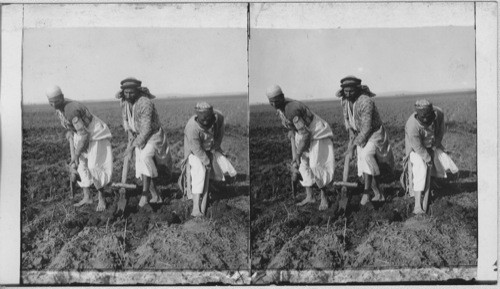 Tilling the Soil in the Field near Haran, Northern Mesopotamia. Asia