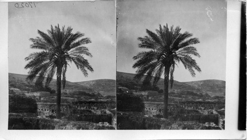 Palm Tree- Jenin, Palestine