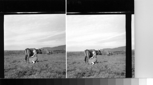 Milking on a dairy farm. Southern Sweden