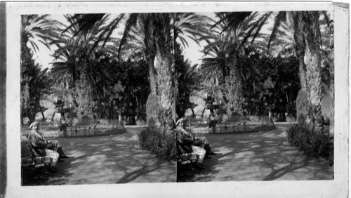Palms and fountain Jardin Marengo, Algiers, Algeria