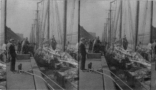 At the Boston Fish Pier - Unloading Halibut 1927