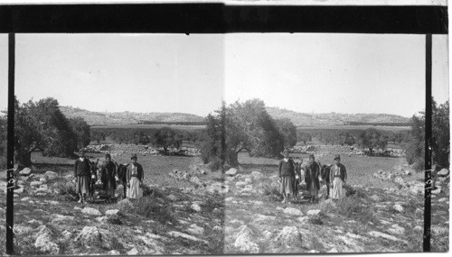 The Shepherd’s Field, Bethlehem, Palestine