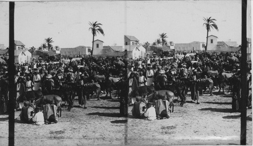 The Bazaar of Jaffa, Palestine