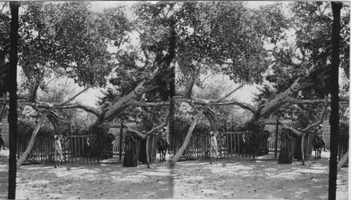 The famous sycamore under which Joseph and Mary with infant Jesus rested, Heliopolis, Egypt