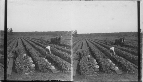 Harvesting Celery Blanched by Boards in Michigan's Famous Celery Fields, Kalamazoo, Mich