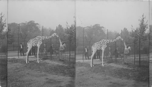 A pair of Nubian (three-horned) giraffes, from German East Africa. Bronx Park. N.Y.C