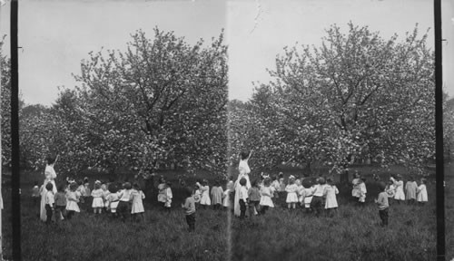 We saw a tree full of flowers that are going to turn in to apples by & by. Summit, New Jersey