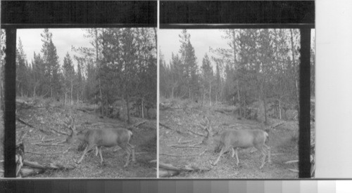 Deer in the woods near Meligue Canyon. Prov. of Alberta. Canada