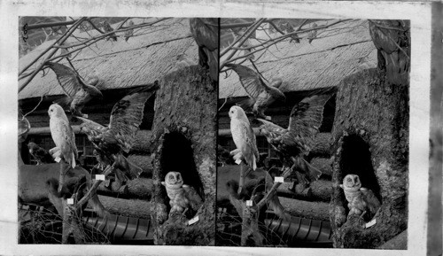 Group of Birds in the New York Game Exhibit. St. Louis World's Fair