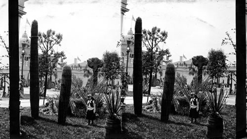 Cacti - Columbian Exposition