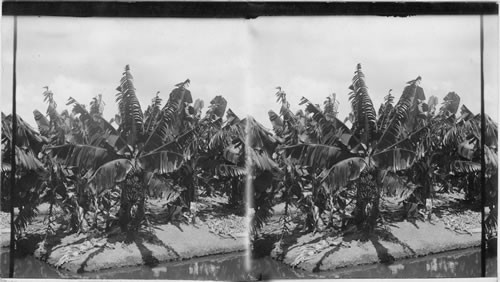 Banana trees and fruit, Hawaiian Islands