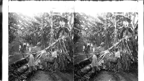 Gathering bananas at the famous Cedar Grove Plantation, under the sunny skies of Jamaica