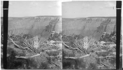 Yucca. Grand Canyon, Arizona