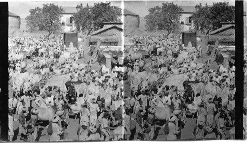 The Cattle Bazaar. Ahmedabad. S. India