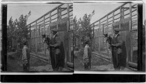 Mr. Watson shows his son Billy a baby fox. Watson Fox Farm, Carcross, Y.T. Alaska