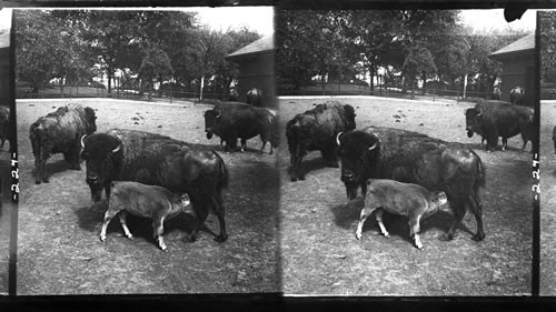 The Big Captive Elephant in the Zoo, Lincoln Park, Chicago