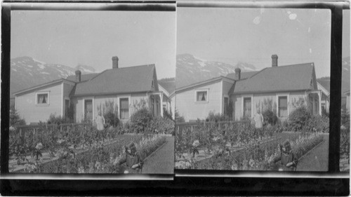 U.C. Blanchard's Flower Garden, Skagway, Alaska. Auterrhinum, Begonias, etc