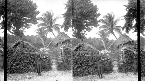 Homes of coolie laborers under the palms, N. to Caribbean Sea. Jamaica